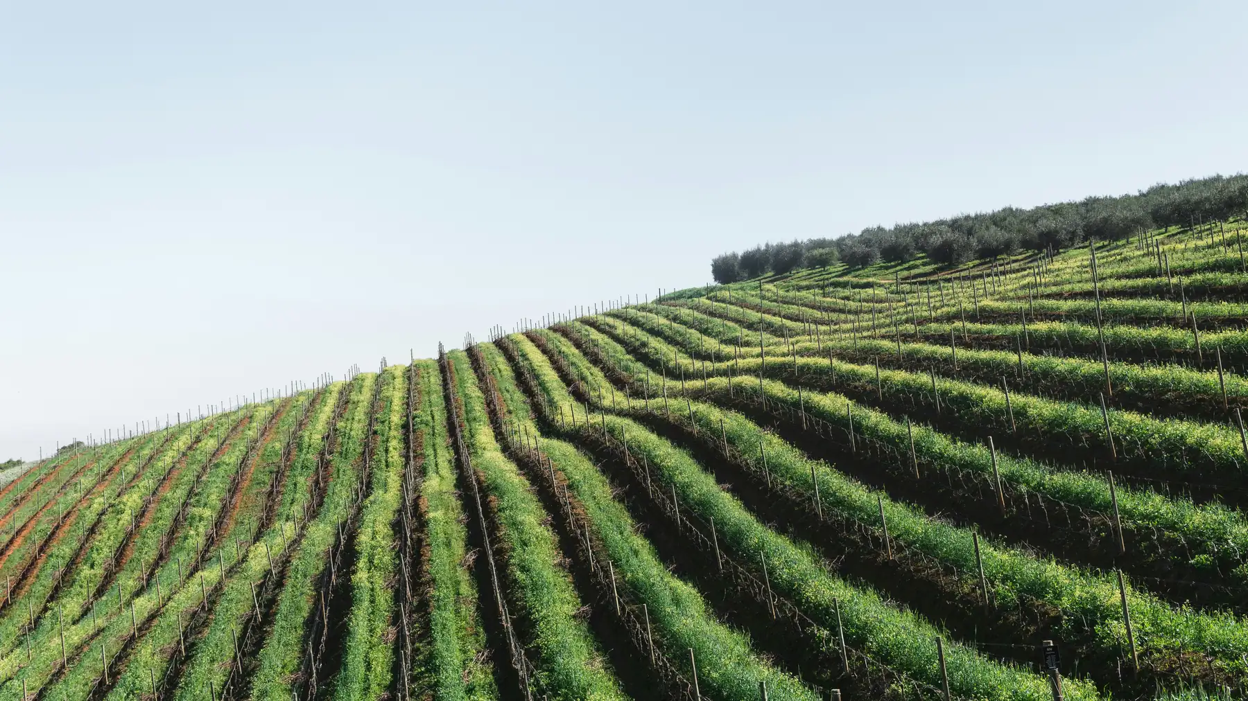 Vineyard rows running up a hillside in the Cape winelands.